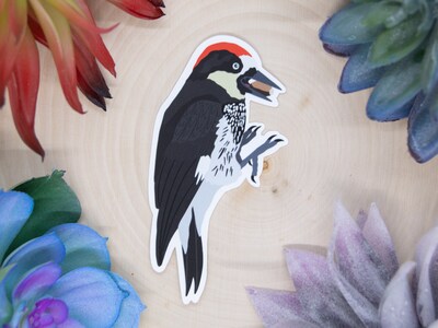 Acorn Woodpecker Sticker, Acorn Woodpecker Decal, Acorn Woodpecker Gift, Acorn WoodpeckerDecor, Acorn Woodpecker Bird, Acorn Woodpecker - image1